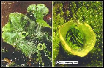 خزه‌ (Bryophyta)